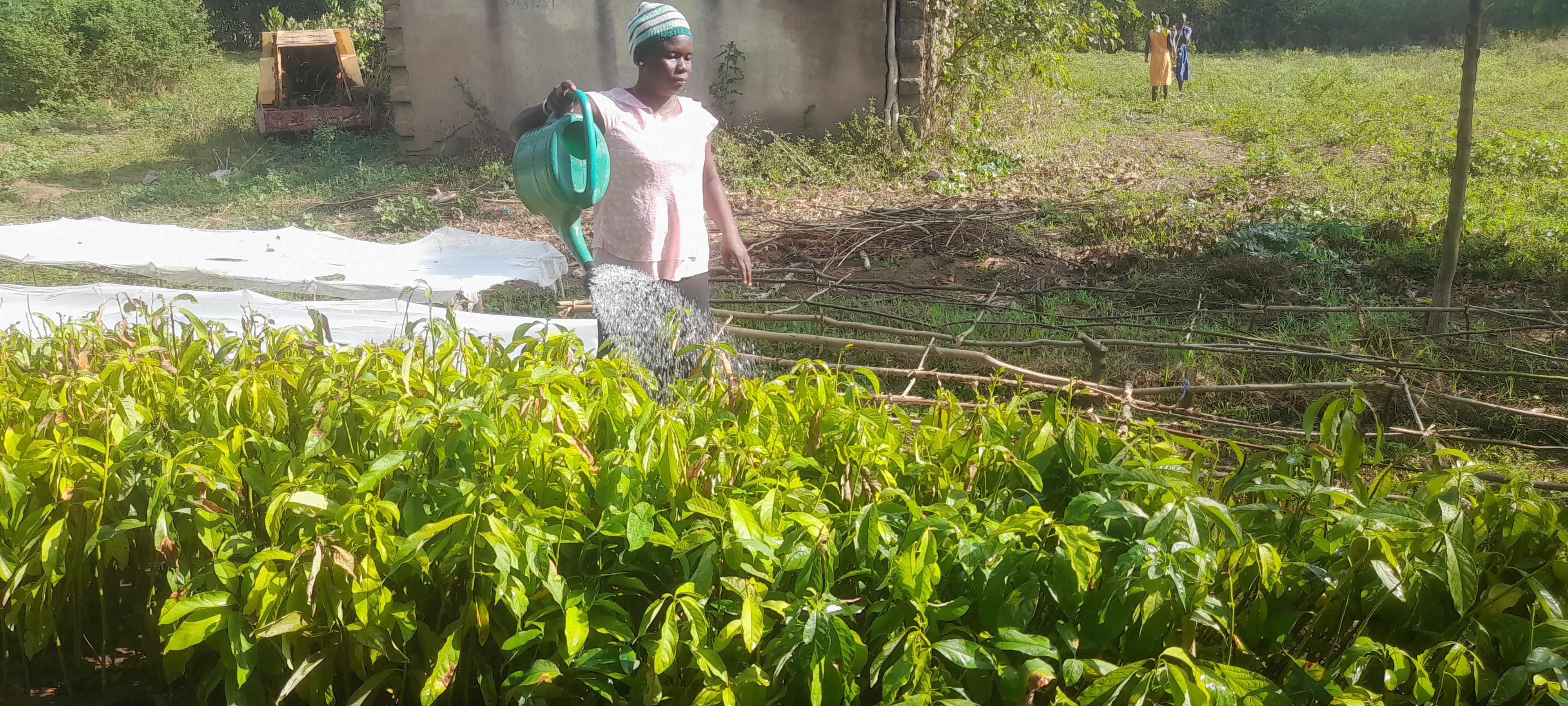 Nursery Growers in Pallisa Stranded as Dry Spell Hits Seedling Sales