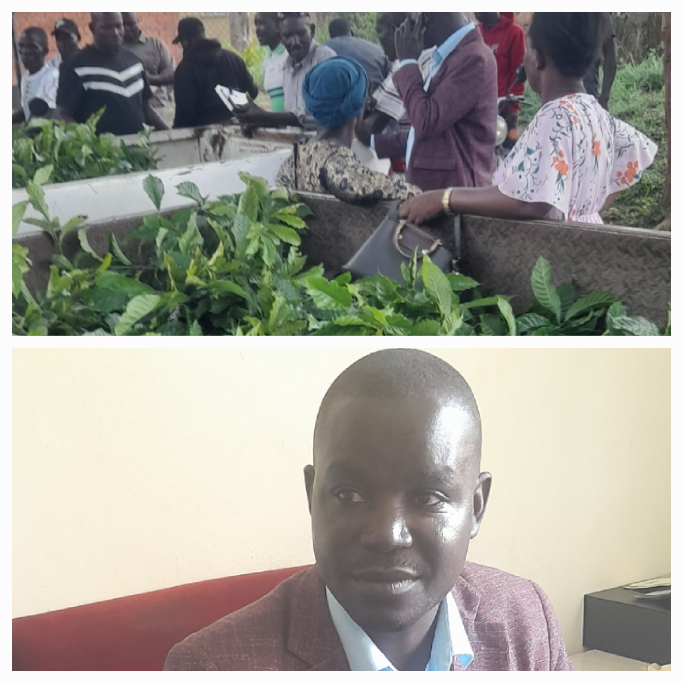 Coffee Seedling Distribution Sparks Hope and Frustration Among Farmers in Pallisa District