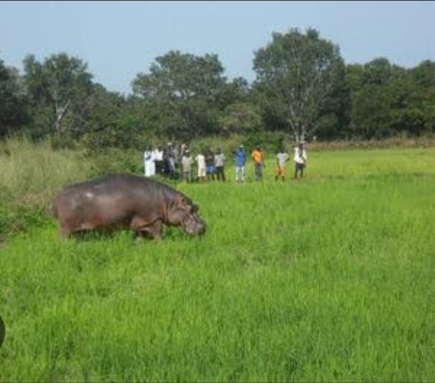 Fear and Devastation as Hippopotamus Invades Farms in Chelekura Sub-County